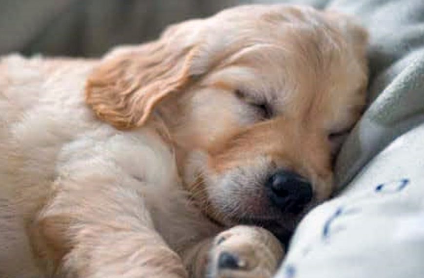 Por qué mi perro tiene temblores cuando duerme