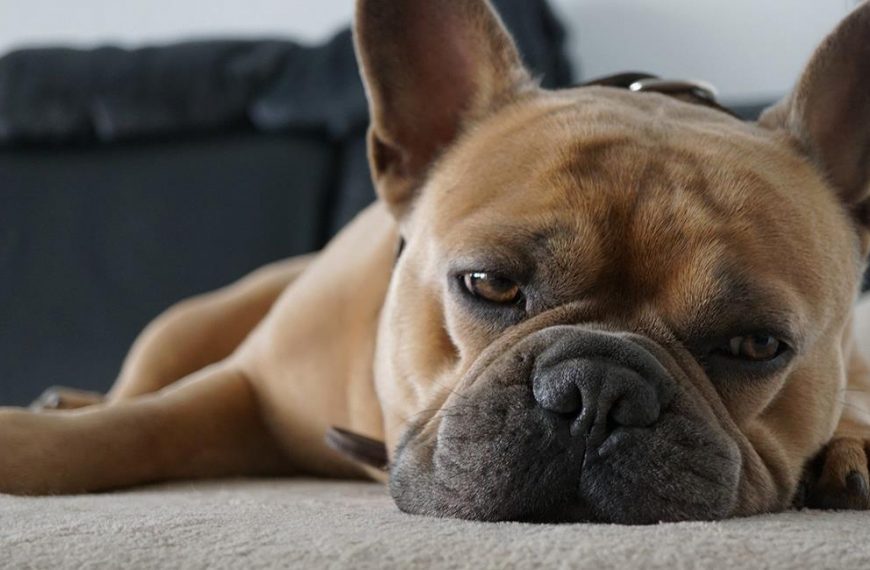 ¿Por qué se muerde las patas mi perro?