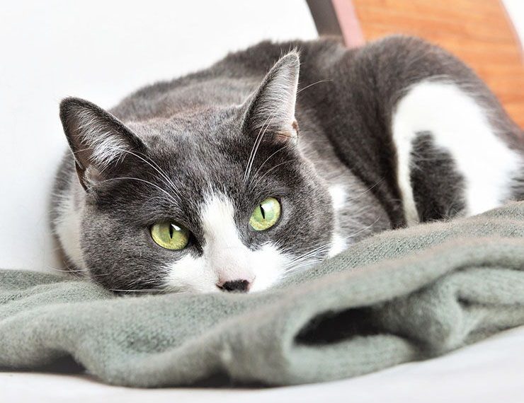 Por qué tu gato te lame y te muerde