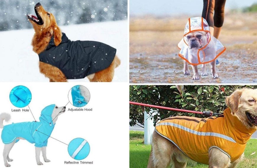 Qué es un perro con un taladro?