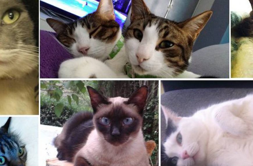 Un gato adulto a los dos años.