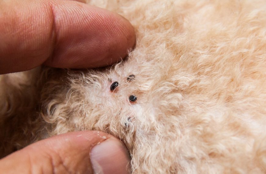 Un perro flaco, todo son pulgas: cómo prevenir y tratar las infestaciones de pulgas en perros