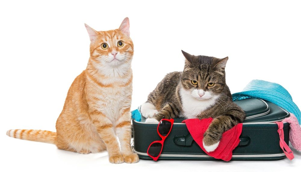 Viajar con mascotas: ¿me puedo llevar a mi gato de vacaciones?
