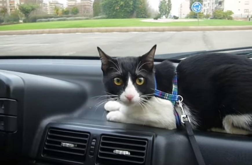 Viajar con tu gato: ¿sí o no?