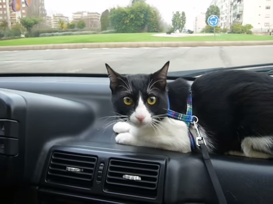 Viajar con tu gato: ¿sí o no?